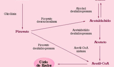 Cepas vínicas de Saccharomyces cerevisiae con bajo rendimiento en etanol