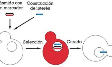 Aplicaciones de la ingeniería genética y la genómica en enología