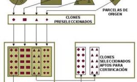 Selección clonal de variedades autóctonas de vid en Castilla y León: comportamiento y caracterización de clones