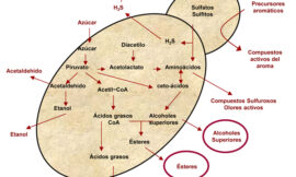 Levaduras no Saccharomyces para modular el aroma de los vinos: incremento del acetato de 2-feniletilo mediante cultivos iniciadores mixtos