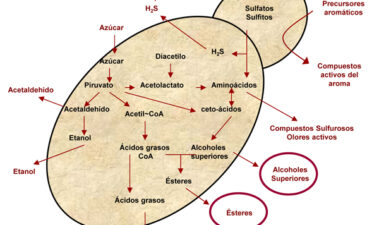 Levaduras no Saccharomyces para modular el aroma de los vinos: incremento del acetato de 2-feniletilo mediante cultivos iniciadores mixtos