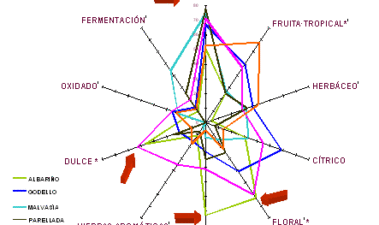 La percepción de notas aromáticas del vino y el efecto de ciertas moléculas volátiles