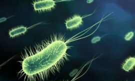 Fenoles contra patógenos intestinales como Helicobacter pylori