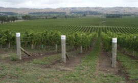 La viticultura en Nueva Zelanda