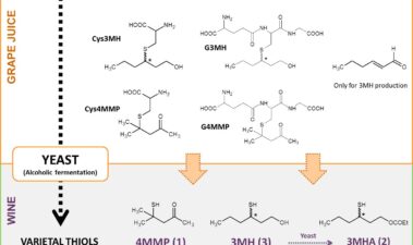Los tioles varietales: información actualizada sobre las vías de la biogénesis y el impacto de técnicas vitivinícolas