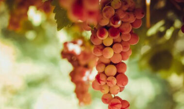 La viticultura frente al cambio climático