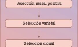 Selección clonal y sanitaria de la vid