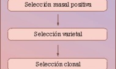 Selección clonal y sanitaria de la vid