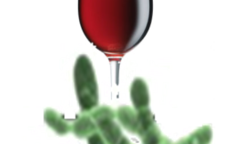 Domesticación de microorganismos para la vinificación