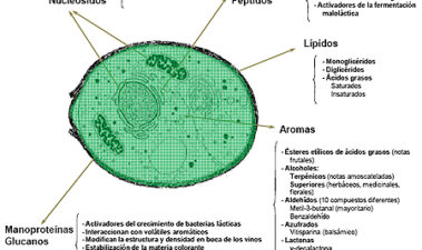 Optimización de la crianza sobre lías