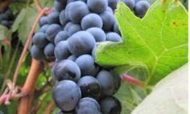 Veinte nuevas variedades de vid, rescatadas de la desaparición, en la viticultura española y nuevos vinos