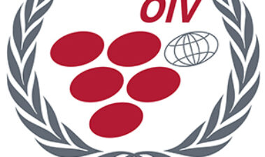 La formación del enólogo