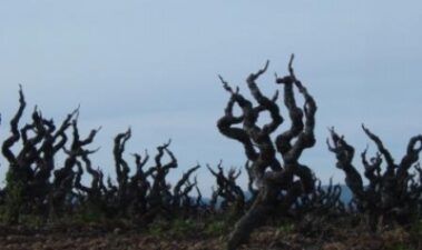 La significación actual de la palabra terrer en el ámbito de la vitivinicultura catalana
