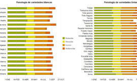 Variedades minoritarias como herramienta de adaptación del viñedo español al cambio climático