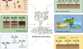 El holobionte: un elemento relevante en la vid