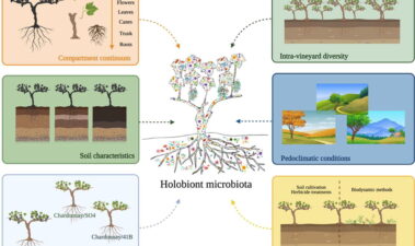 El holobionte: un elemento relevante en la vid