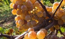 Modificaciones sobre la autorización de algunos de los fitosanitarios utilizados hasta ahora en los viñedos