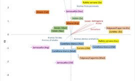 Análisis sensorial de vinos elaborados con variedades minoritarias recuperadas en España