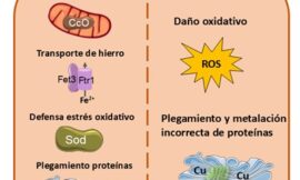 Tolerancia a cobre en levaduras enológicas