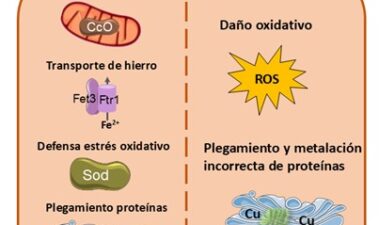 Tolerancia a cobre en levaduras enológicas