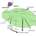Genética de la producción de aromas en el género <i>Hanseniaspora</i>
