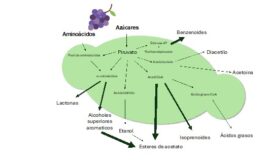 Genética de la producción de aromas en el género Hanseniaspora