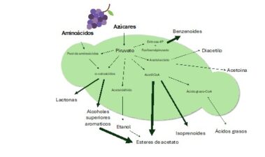 Genética de la producción de aromas en el género Hanseniaspora