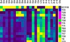 Relación entre genotipo y los aromas en Torulospora respecto de Saccharomyces