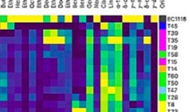 Relación entre genotipo y los aromas en Torulospora respecto de Saccharomyces